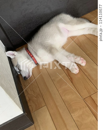 シベリアンハスキー　仔犬　可愛すぎる　モフモフ 114110077