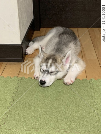 シベリアンハスキー　仔犬　可愛すぎる　モフモフ 114110081