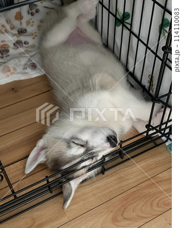 シベリアンハスキー　仔犬　可愛すぎる　モフモフ 114110083
