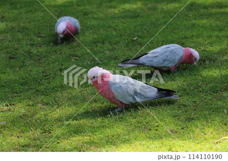 ピンクの愛らしいモモイロインコ ピンクの愛らしいモモイロインコ 114110190