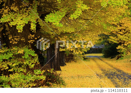 紅葉のイチョウ並木 紅葉のイチョウ並木 114110311