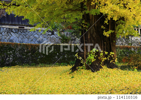 紅葉のイチョウ並木 114110316