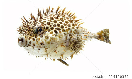 トゲトゲの魚 トゲトゲの魚 114110373