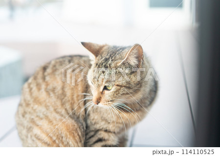 家の外で待つ猫 114110525