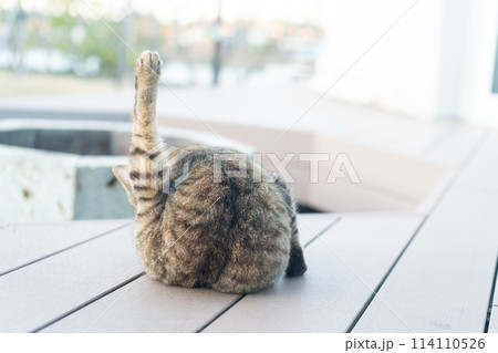 家の外で待つ猫 114110526