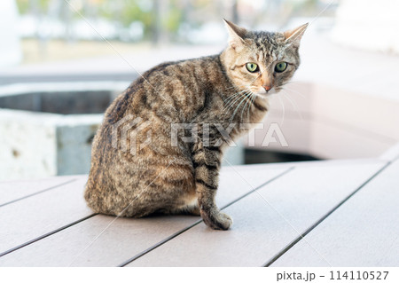 家の外で待つ猫 家の外で待つ猫 114110527
