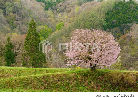里山に咲く一本桜 114110535