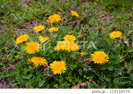 タンポポ 114110574
