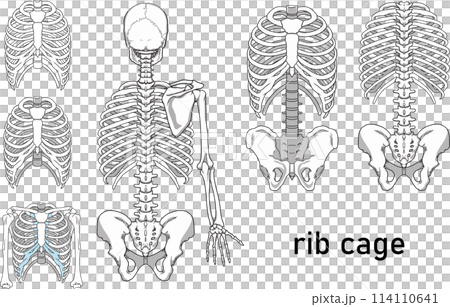 肋骨 肋骨 114110641