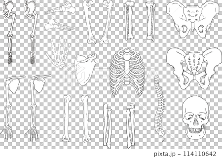 全身骨架 114110642