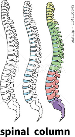 脊柱 114110645