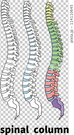 Spinal column 114110645