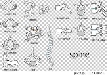 The spine 114110646