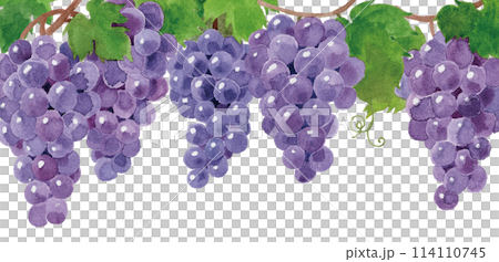 Grape frame hand-painted in watercolor Grape frame hand-painted in watercolor 114110745