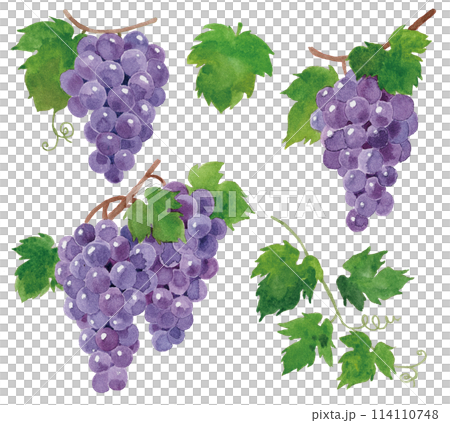 葡萄套裝水彩手繪 114110748