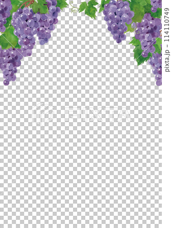 Grape frame hand-painted in watercolor 114110749