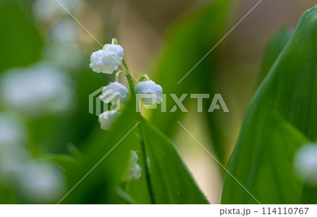 初夏に咲くすずらんの花 初夏に咲くすずらんの花 114110767
