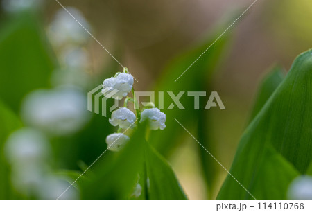 初夏に咲くすずらんの花 初夏に咲くすずらんの花 114110768