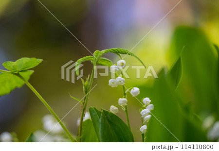 初夏に咲くすずらんの花 114110800