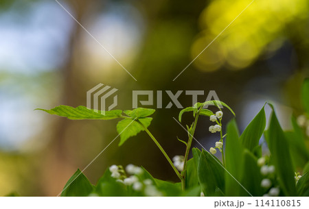 初夏に咲くすずらんの花 114110815