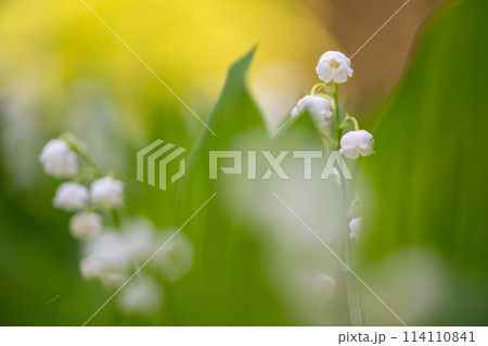 初夏に咲くすずらんの花 初夏に咲くすずらんの花 114110841