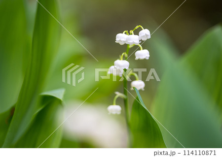 初夏に咲くすずらんの花 初夏に咲くすずらんの花 114110871