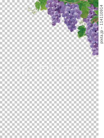 葡萄框水彩手繪 114110914