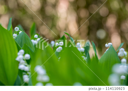 初夏に咲くすずらんの花 114110923