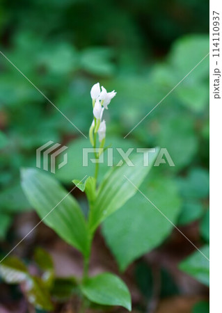 6737　ギンラン 114110937