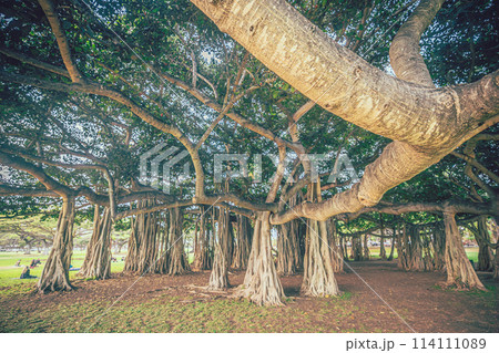ハワイ、カピオラ二公園にある大きなバニアンツリーの木 114111089