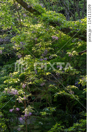 自然の中に咲く山フジ 自然の中に咲く山フジ 114111109