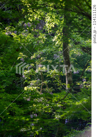 自然の中に咲く山フジ 自然の中に咲く山フジ 114111126