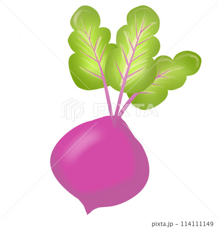 Beetroot 114111149