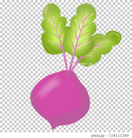 Beetroot 114111149