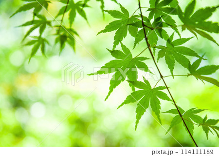 新緑イメージ《青もみじ》 114111189