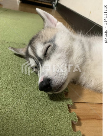 シベリアンハスキー　子犬　子犬　パピー　破壊力　天使 114111210