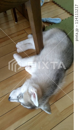 シベリアンハスキー　子犬　子犬　パピー　破壊力　天使 114111217