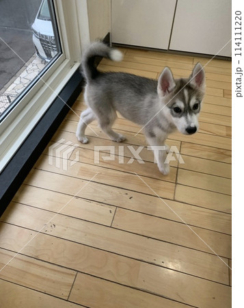 シベリアンハスキー　子犬　子犬　パピー　破壊力　天使 114111220