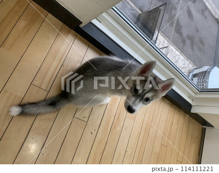 シベリアンハスキー　子犬　子犬　パピー　破壊力　天使 114111221