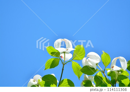 爽やかな初夏に咲くハナミズキと新緑 114111308