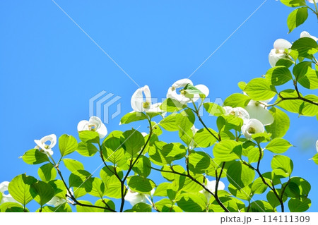 爽やかな初夏に咲くハナミズキと新緑 114111309