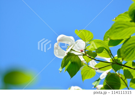 爽やかな初夏に咲くハナミズキと新緑 114111315