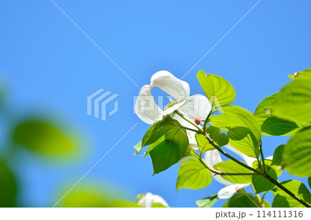 爽やかな初夏に咲くハナミズキと新緑 114111316