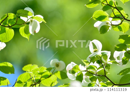爽やかな初夏に咲くハナミズキと新緑 爽やかな初夏に咲くハナミズキと新緑 114111319