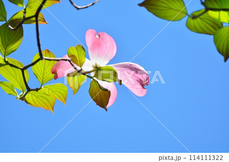 爽やかな初夏に咲くハナミズキと新緑 爽やかな初夏に咲くハナミズキと新緑 114111322