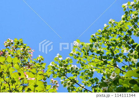 爽やかな初夏に咲くハナミズキと新緑 114111344