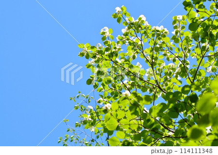 爽やかな初夏に咲くハナミズキと新緑 114111348