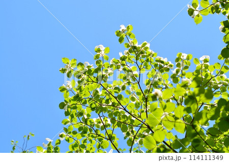 爽やかな初夏に咲くハナミズキと新緑 爽やかな初夏に咲くハナミズキと新緑 114111349