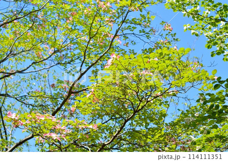 爽やかな初夏に咲くハナミズキと新緑 爽やかな初夏に咲くハナミズキと新緑 114111351