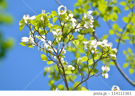 爽やかな初夏に咲くハナミズキと新緑 爽やかな初夏に咲くハナミズキと新緑 114111361